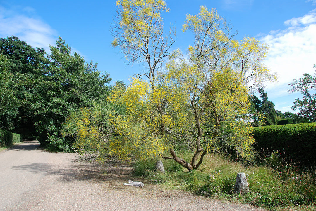 Genista aetnensis  AGM