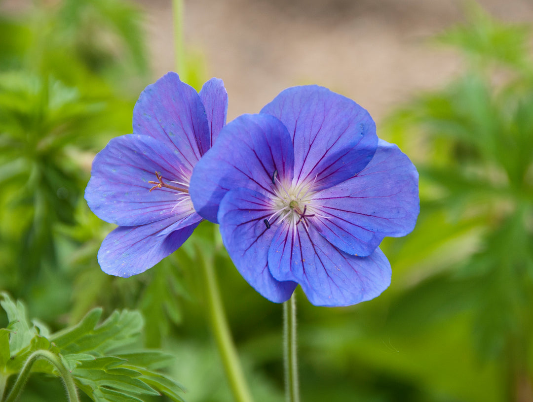 Geranium 'Orion' AGM