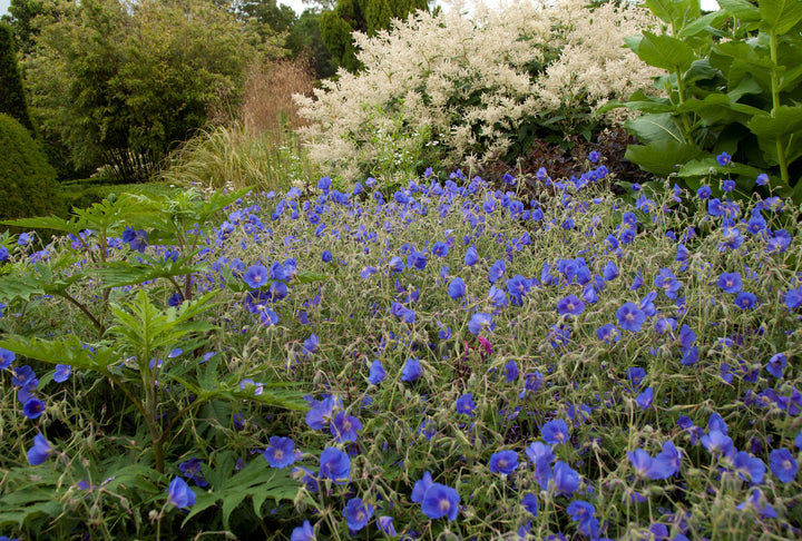 Geranium 'Orion' AGM