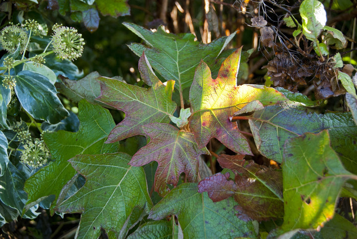 Hydrangea quercifolia