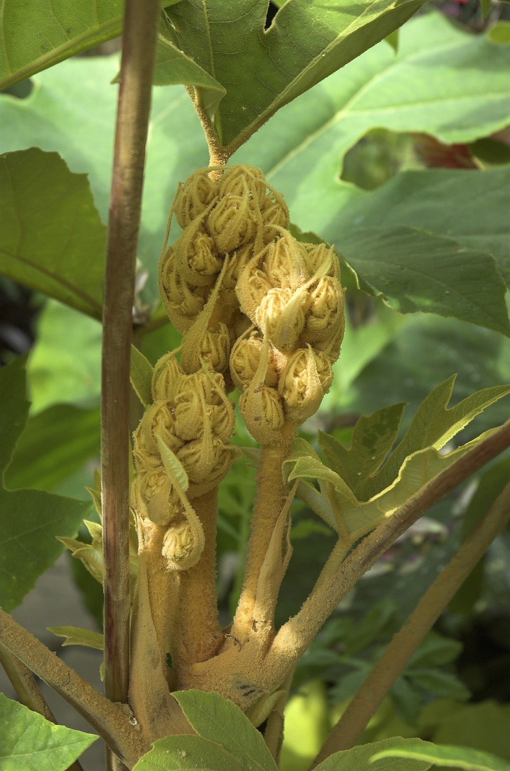 Tetrapanax papyrifer AGM