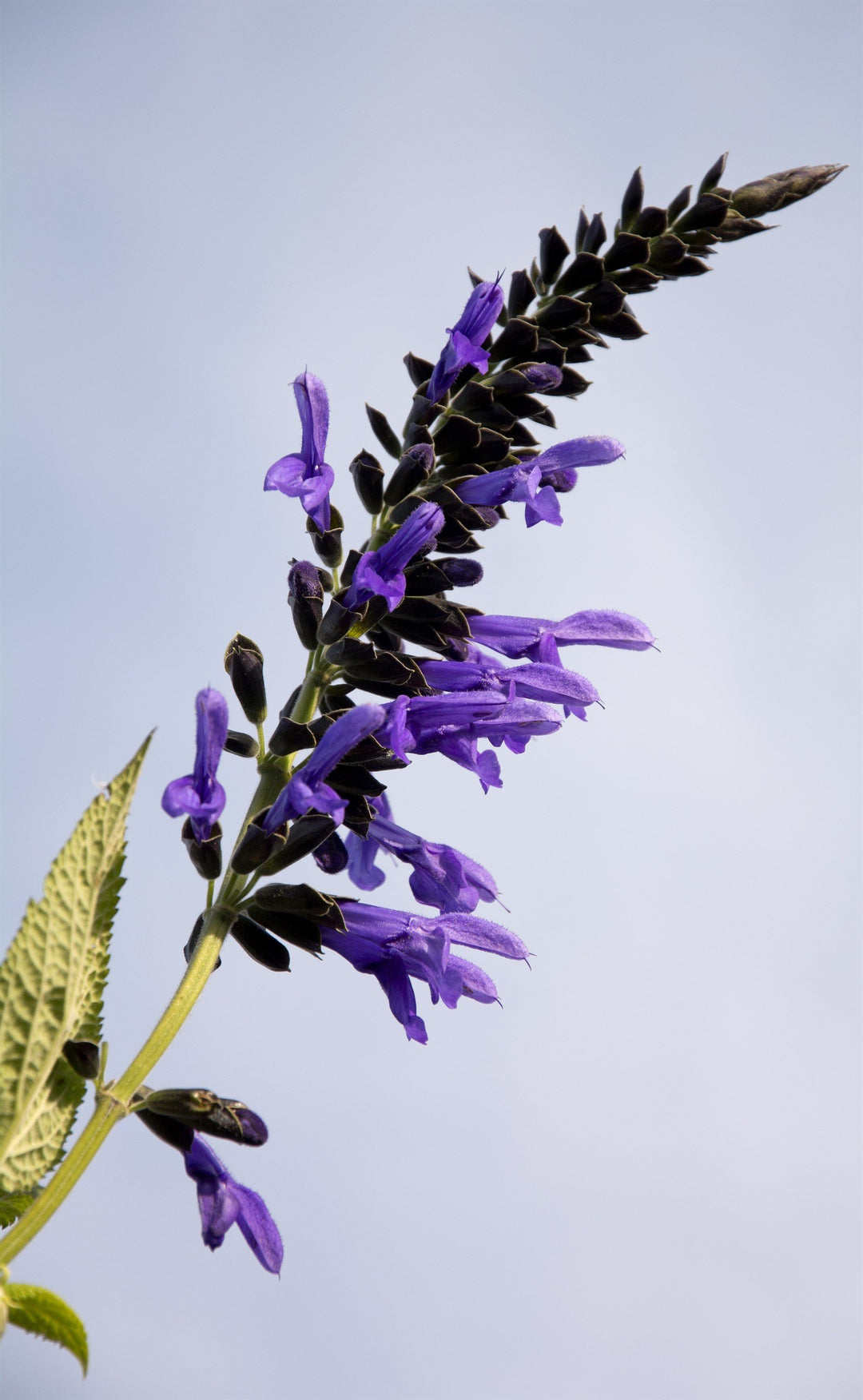 Salvia guaranitica 'Black and Blue'