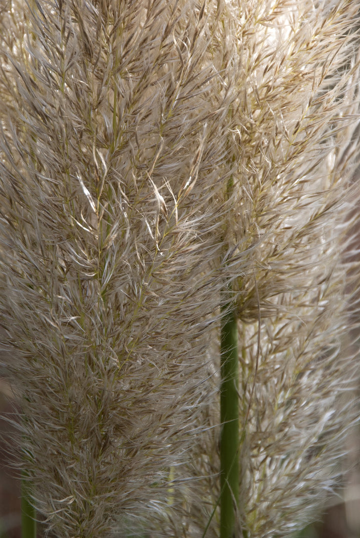 Cortaderia selloana Pumila  AGM