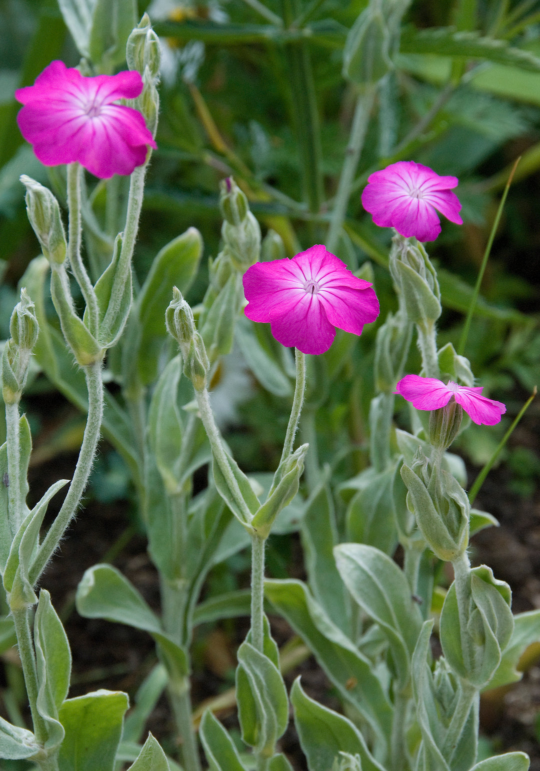 Lychnis coronaria AGM