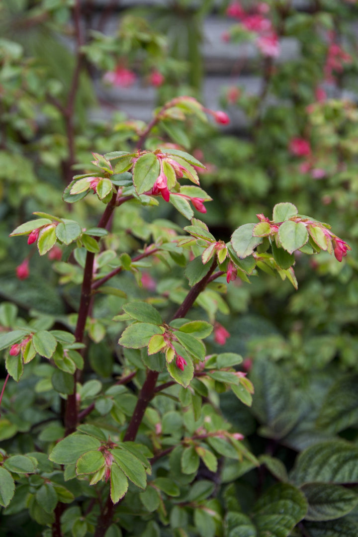 Begonia foliosa var.miniata AGM