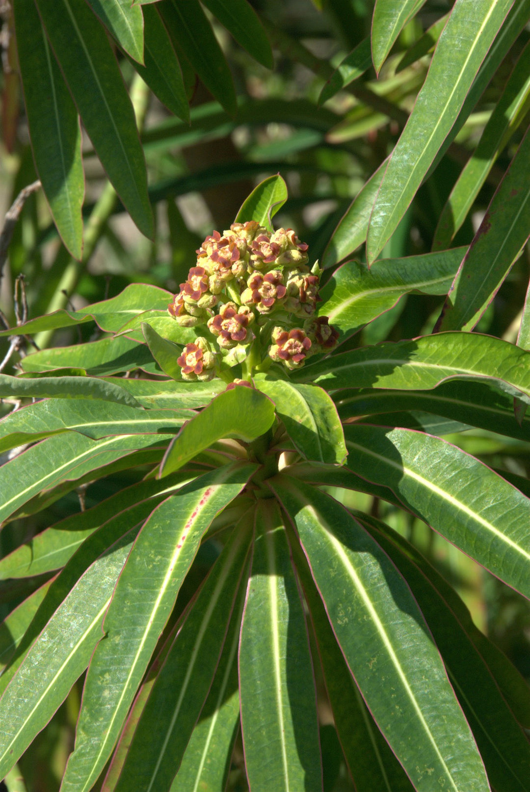 Euphorbia mellifera AGM