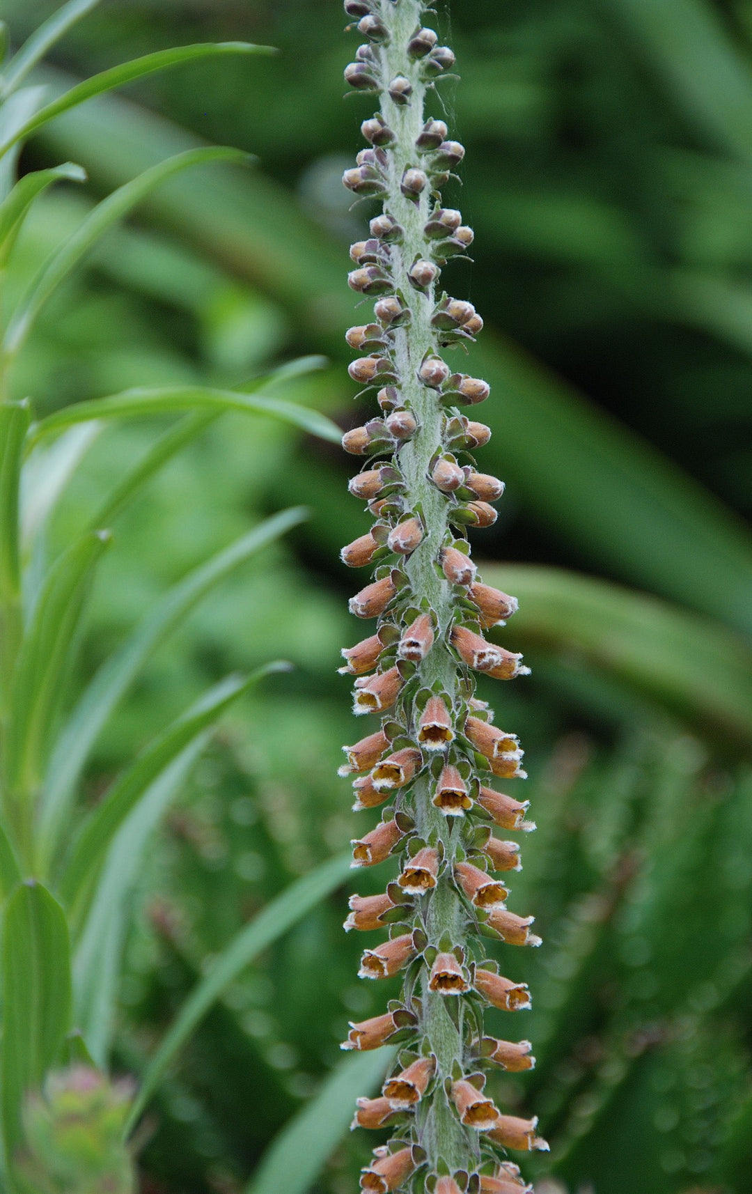 Digitalis ferruginea 'Gigantea' AGM