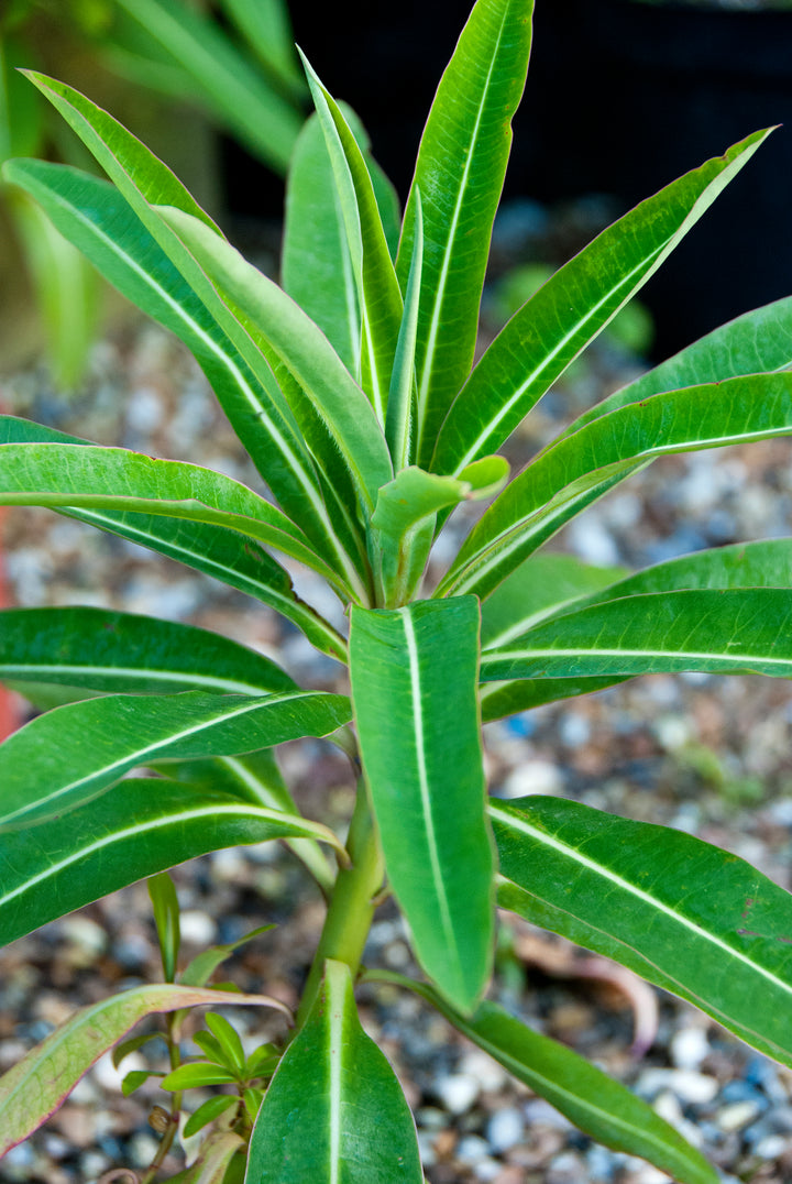 Euphorbia mellifera AGM