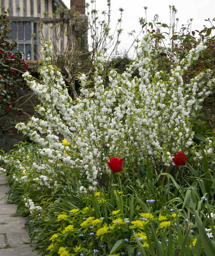 Prunus glandulosa Alba Plena