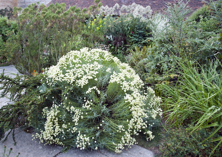 Santolina pinnata subsp. neapolitana AGM