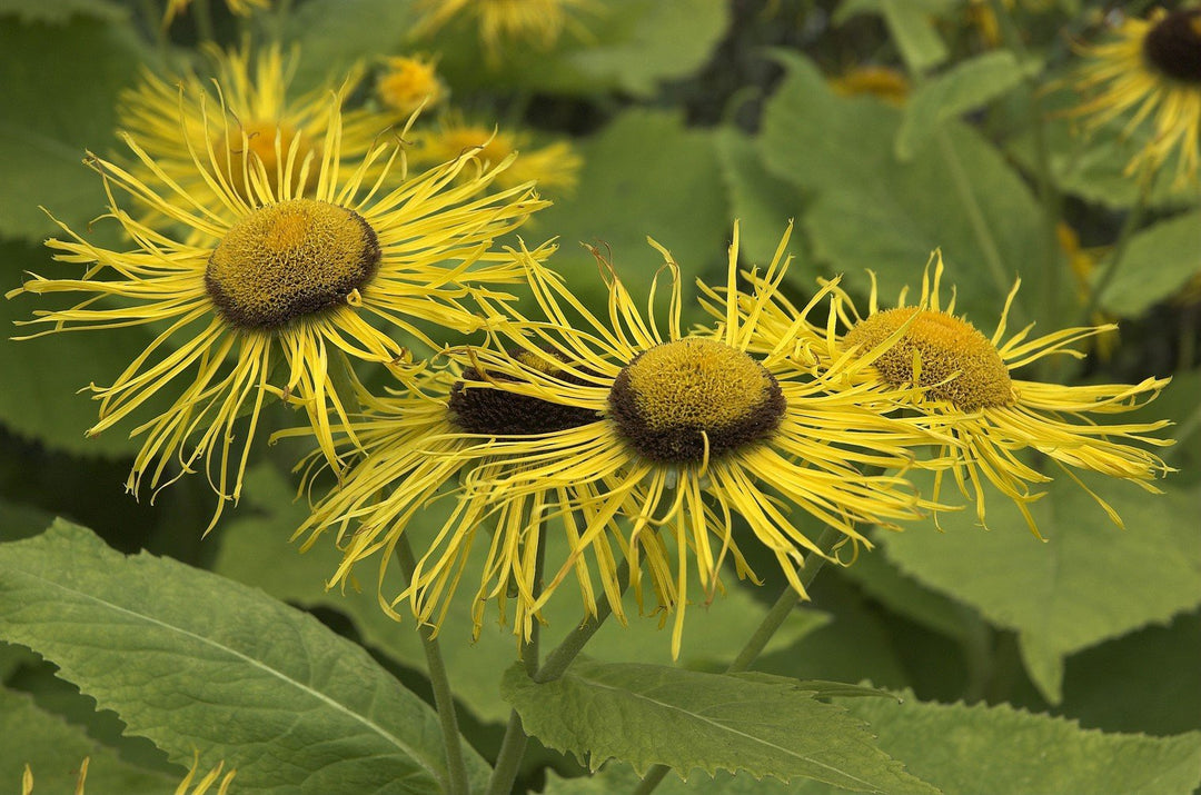 Telekia speciosa