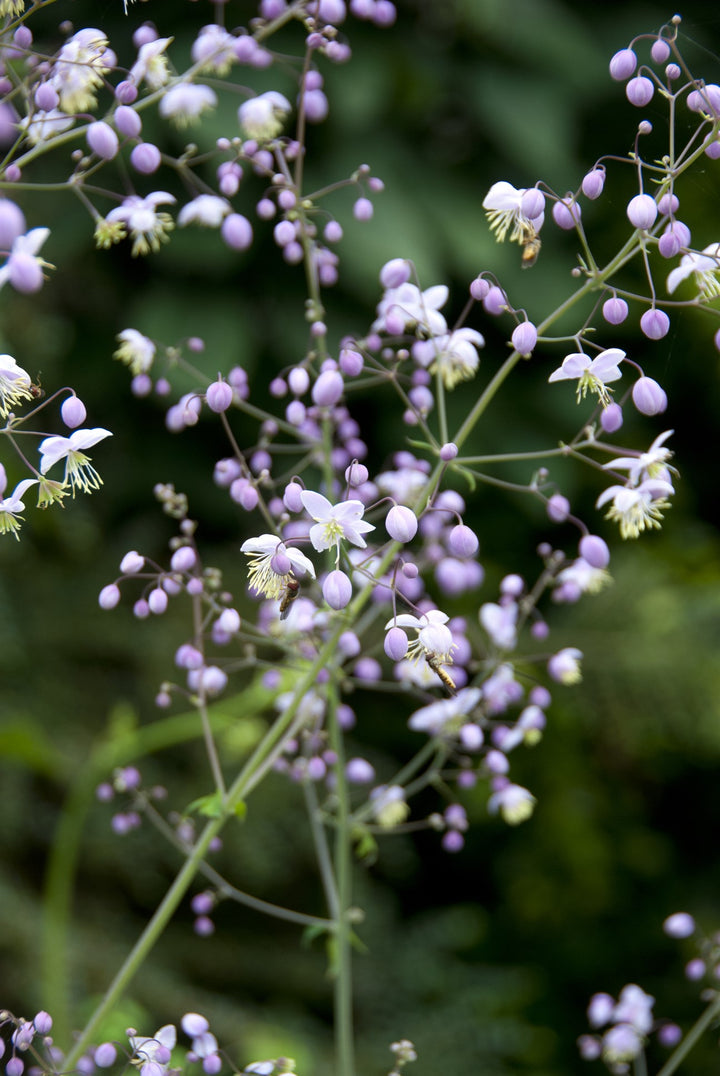 Thalictrum delavayi