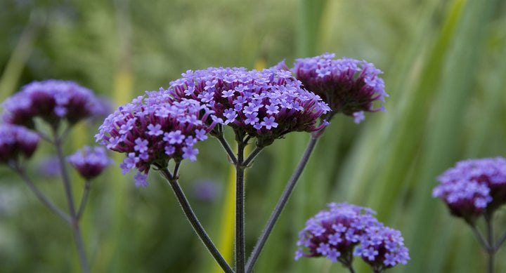 Verbena bonariensis AGM