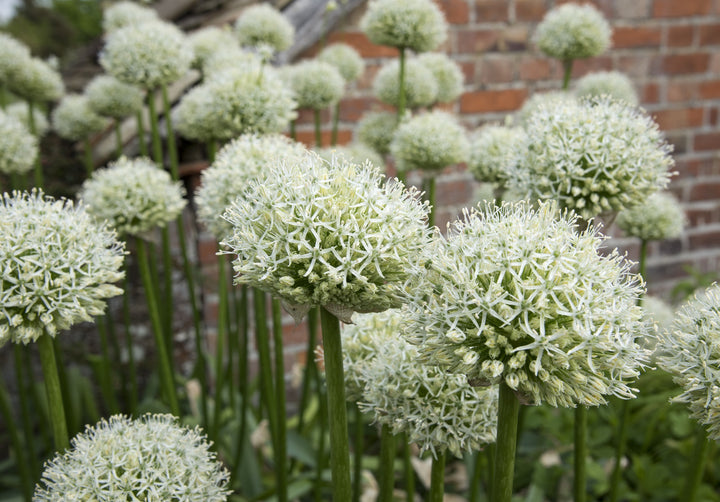 Allium stipitatum 'Mount Everest' AGM