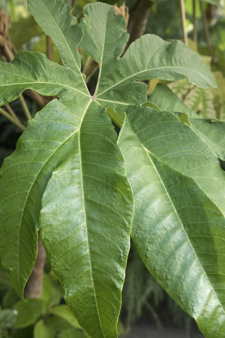 Tetrapanax papyrifer AGM