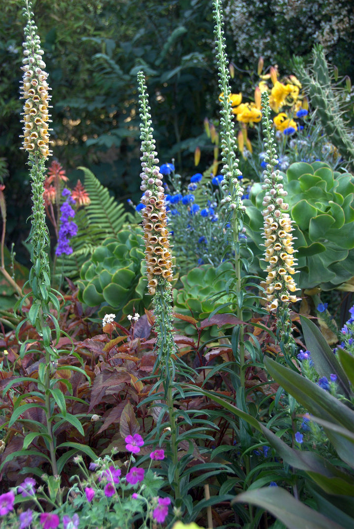 Digitalis ferruginea 'Gigantea' AGM