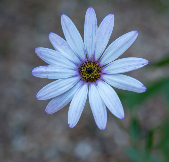 Osteospermum 'Lady Leitrim' AGM