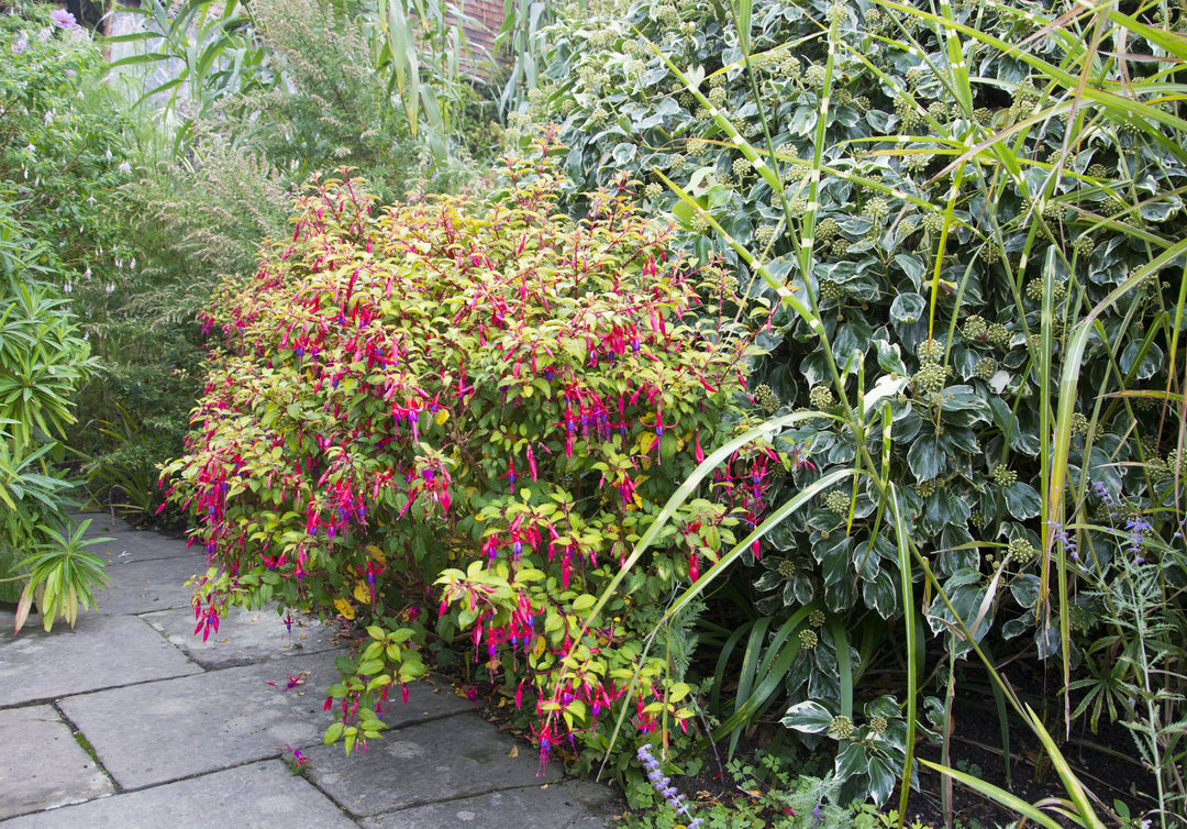 Fuchsia 'Genii' AGM