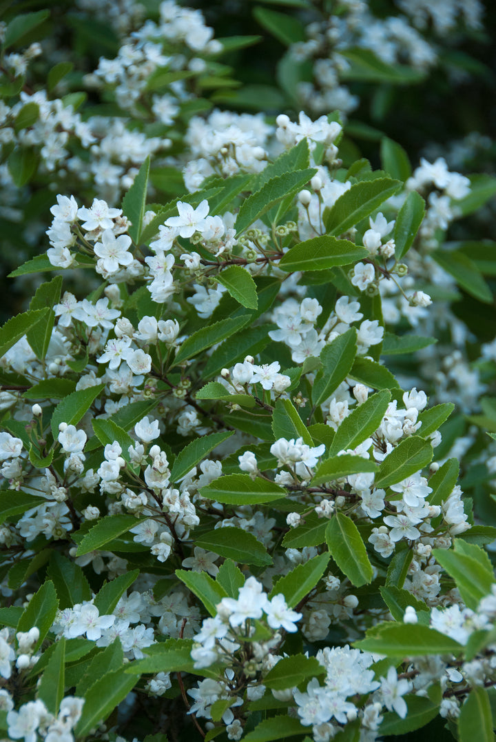 Hoheria sexstylosa Stardust AGM