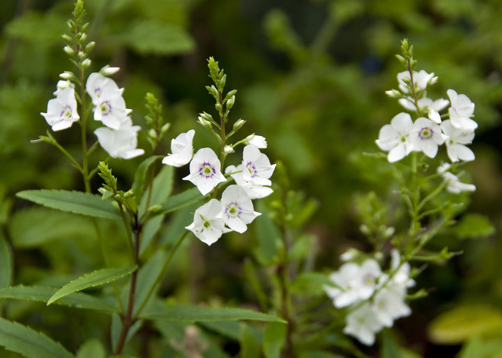 Veronica 'Snow Clouds'
