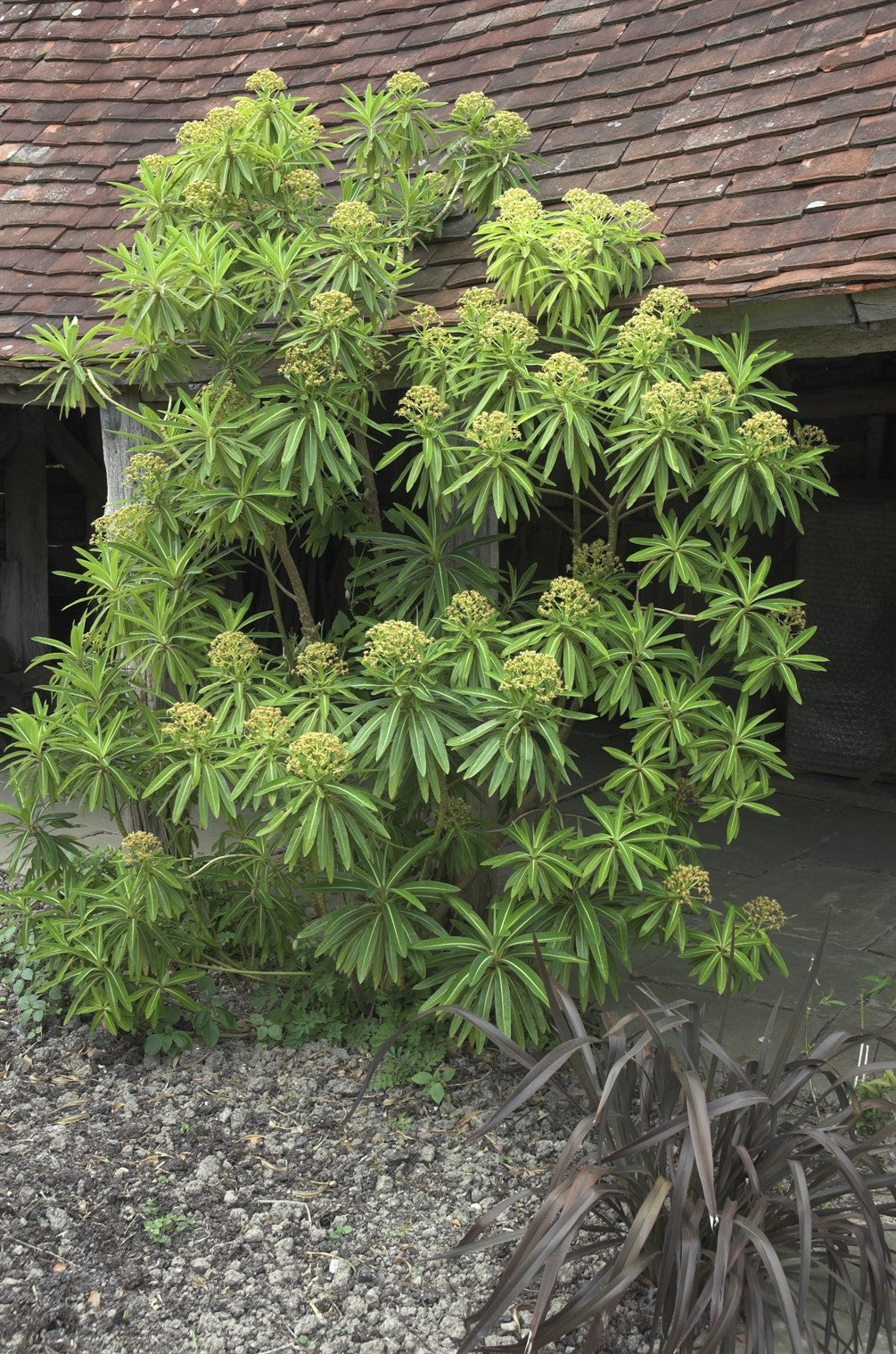 Euphorbia mellifera AGM