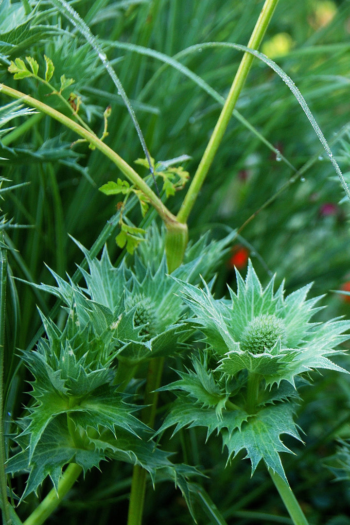 Eryngium giganteum AGM