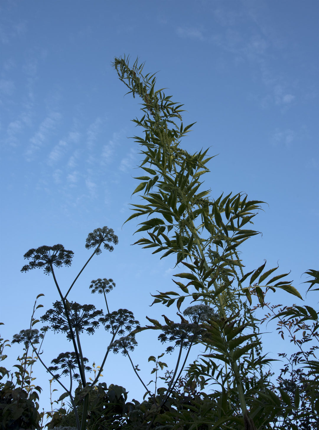 Datisca cannabina