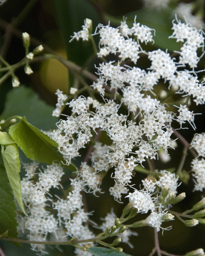 Ageratina ligustrina