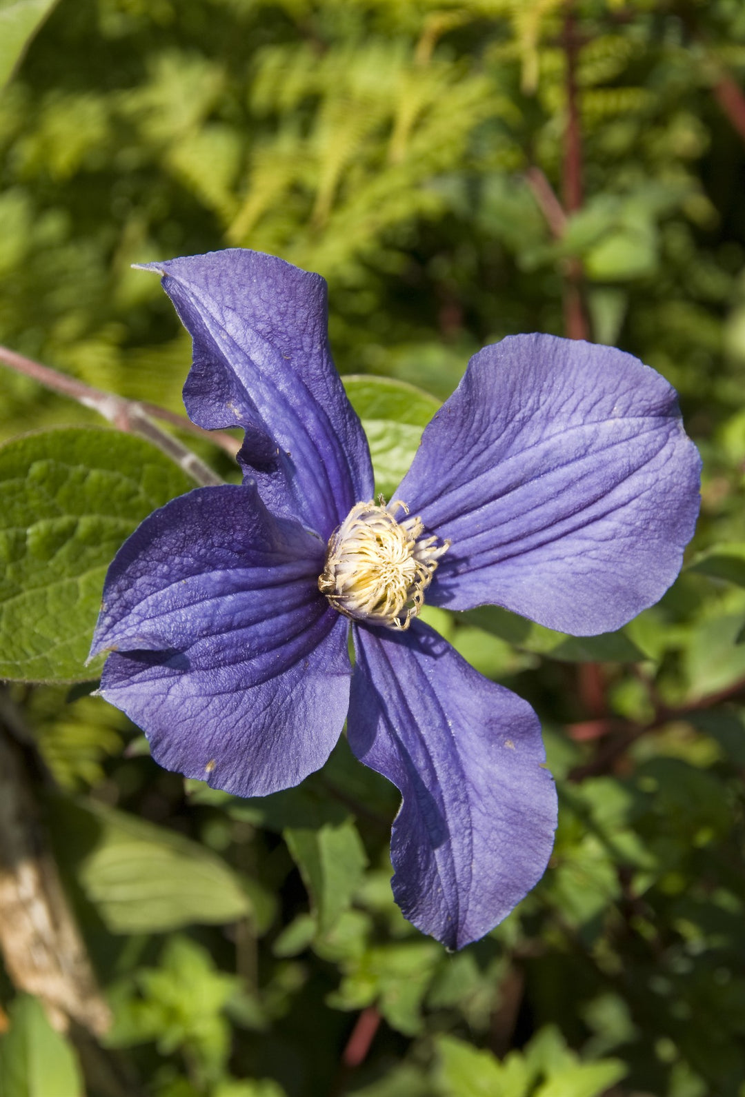 Clematis x durandii   AGM