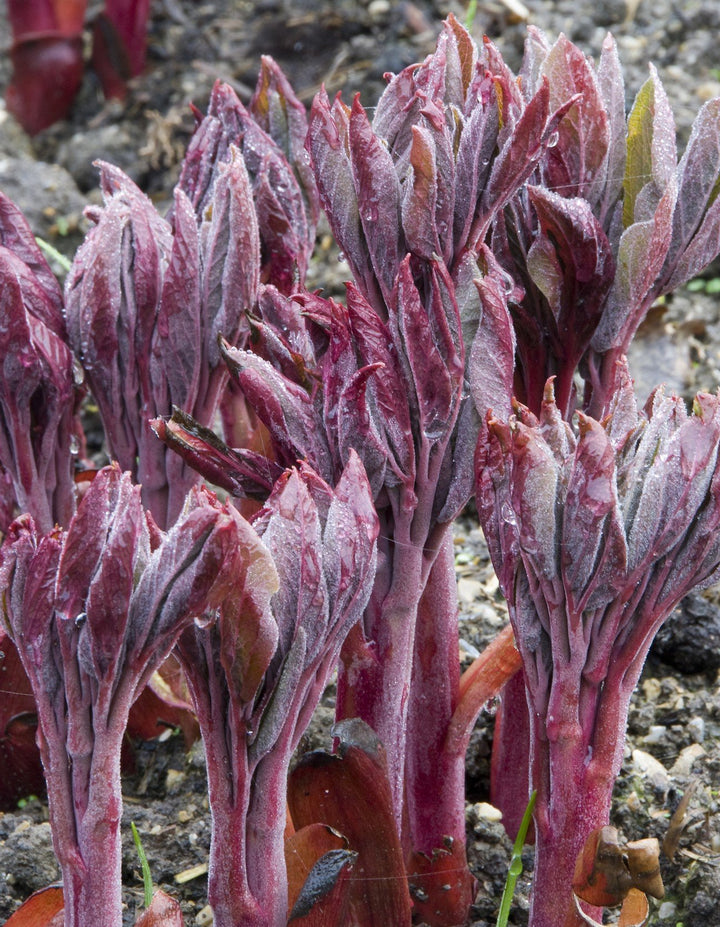 Paeonia mlokosewitschii  AGM