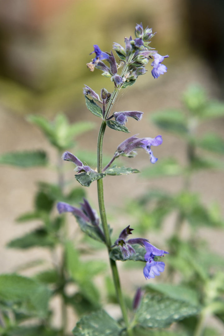 Nepeta racemosa 'Walkers Low' AGM