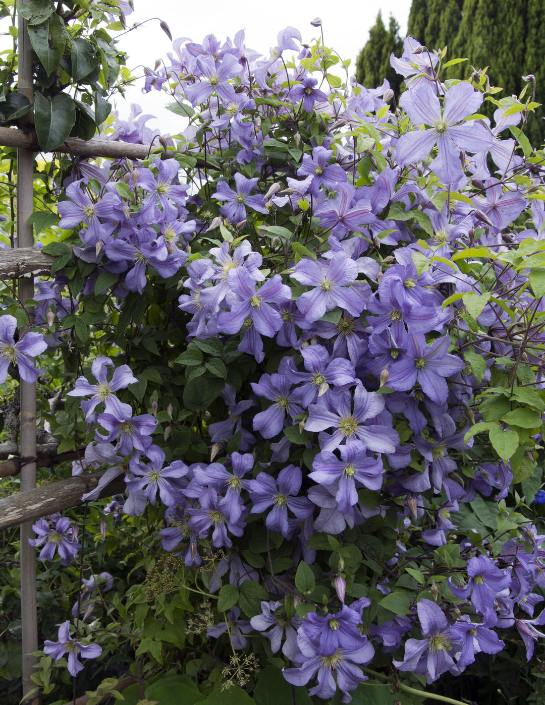 Clematis  Prince Charles  AGM