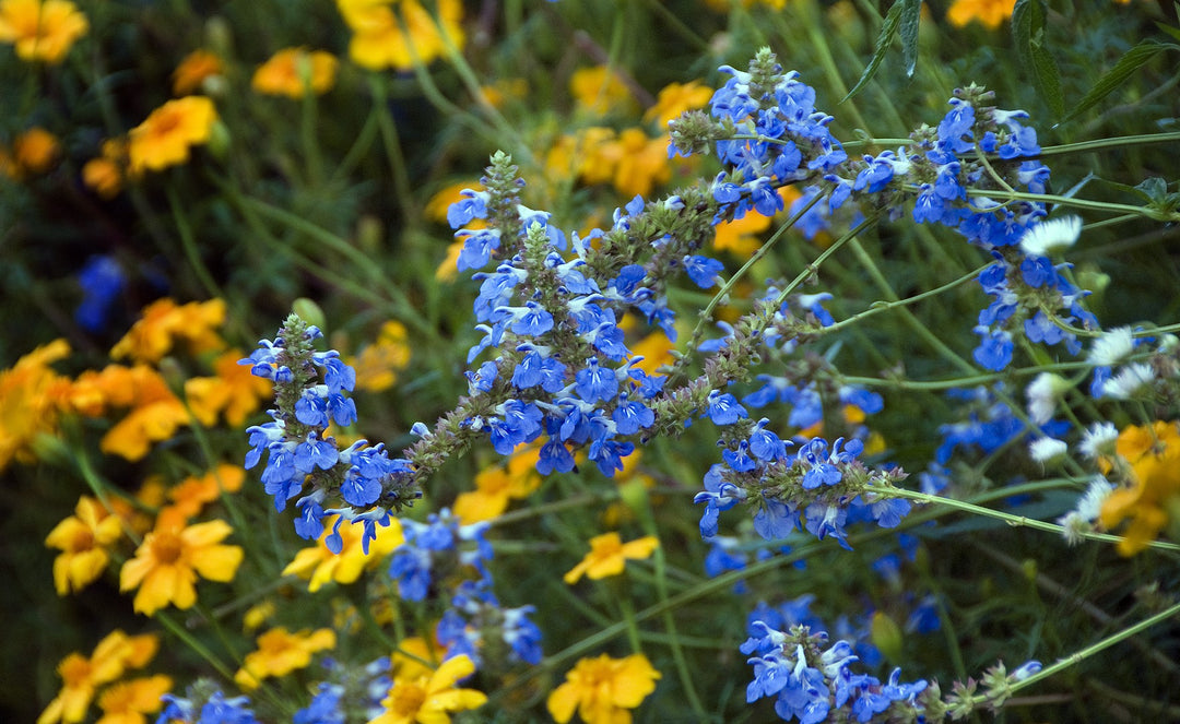 Salvia uliginosa AGM