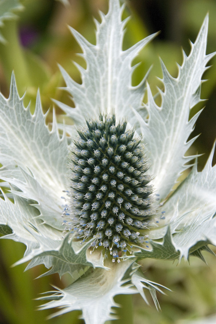 Eryngium giganteum AGM