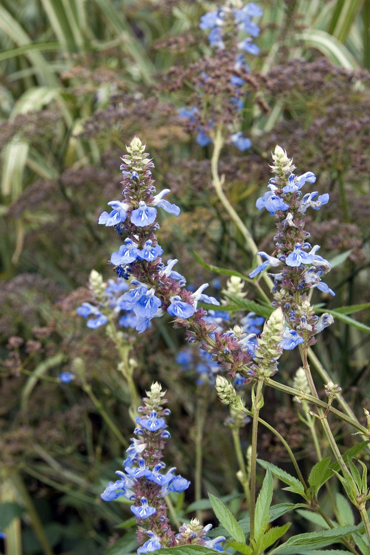 Salvia uliginosa AGM