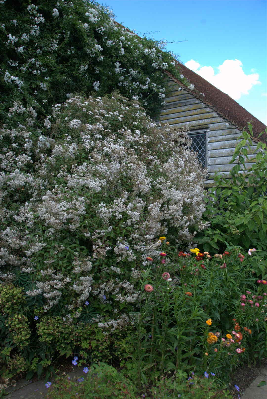 Ageratina ligustrina
