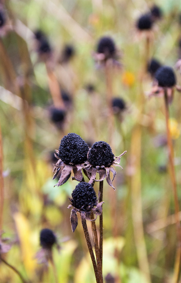 Rudbeckia subtomentosa