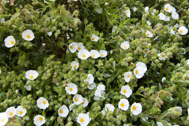 Cistus x platycephalus