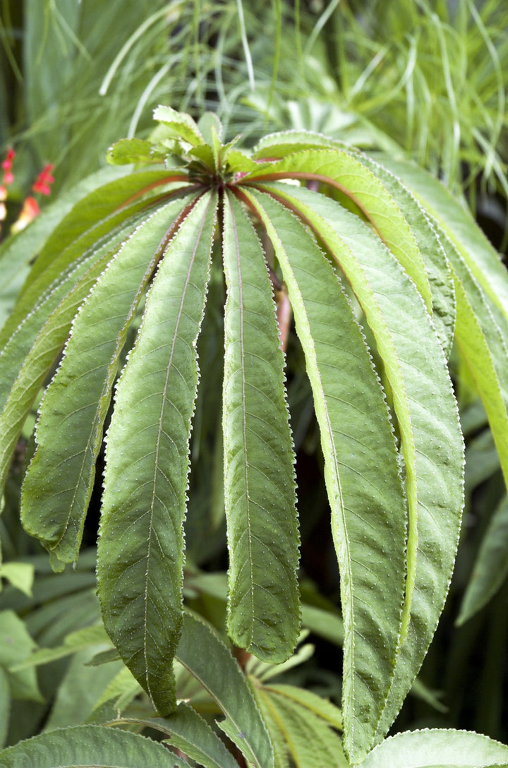 Begonia luxurians AGM