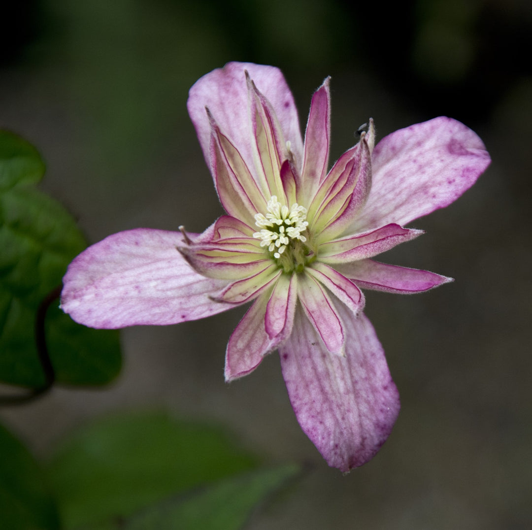 Clematis montana 'Marjorie'