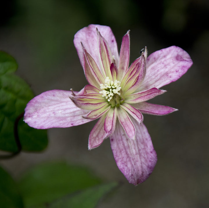 Clematis montana 'Marjorie'
