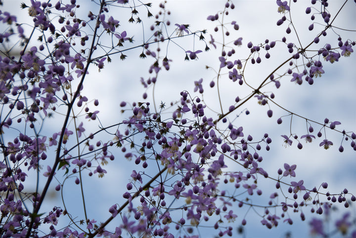 Thalictrum delavayi