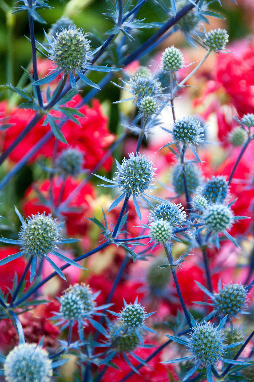 Eryngium planum 'Blaukappe'