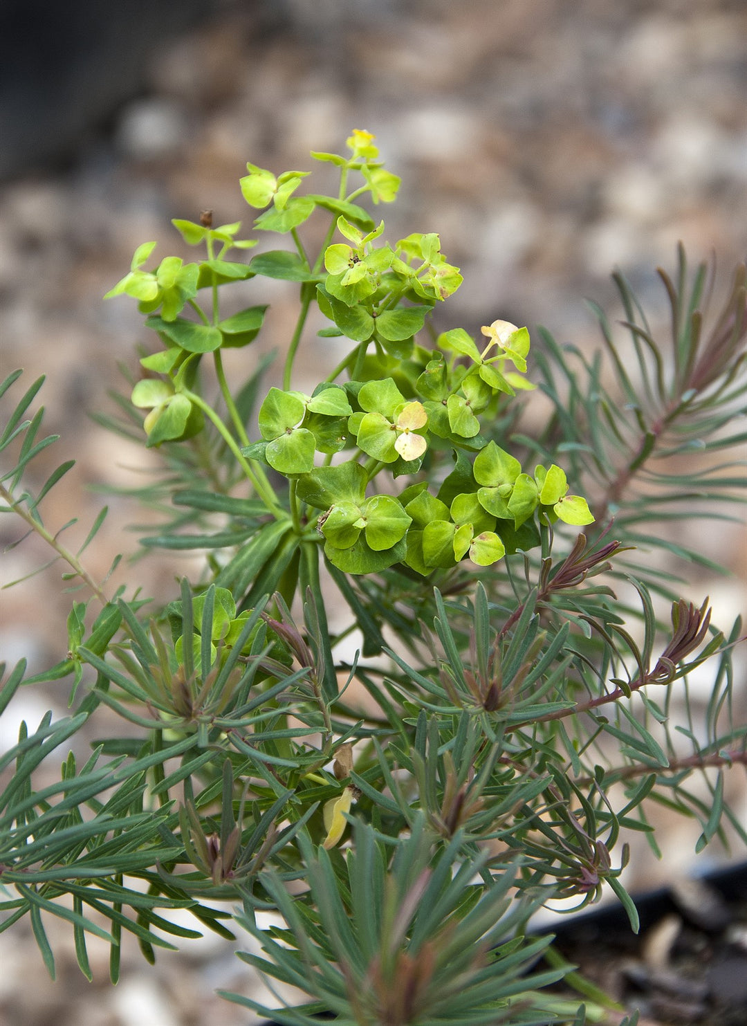 Euphorbia cyparissias Fens Ruby