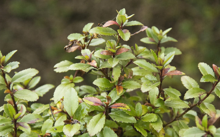 Veronica catarractae 'Porlock'