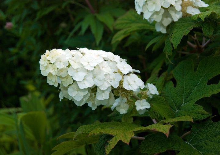 Hydrangea quercifolia