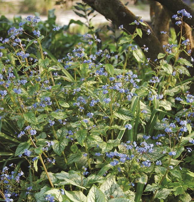 Brunnera macrophylla 'Jack Frost' AGM