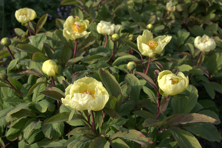 Paeonia mlokosewitschii  AGM