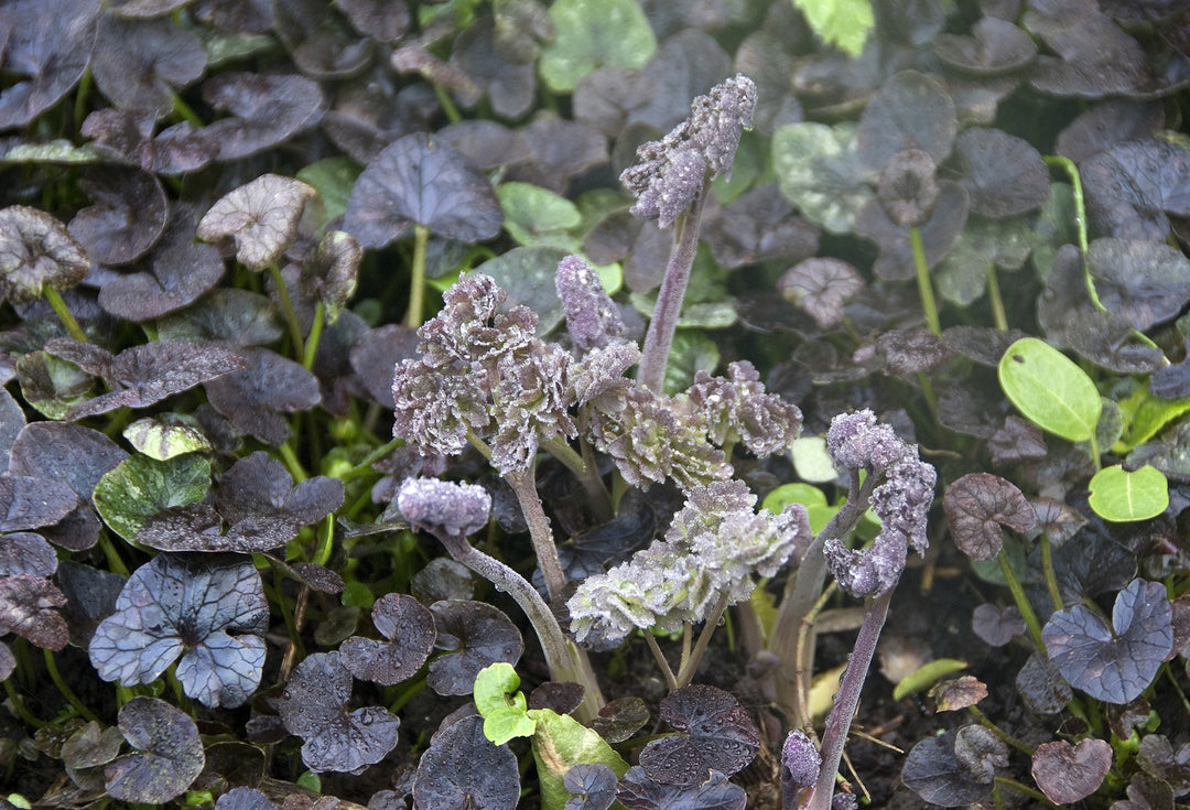 Thalictrum  Elin  AGM