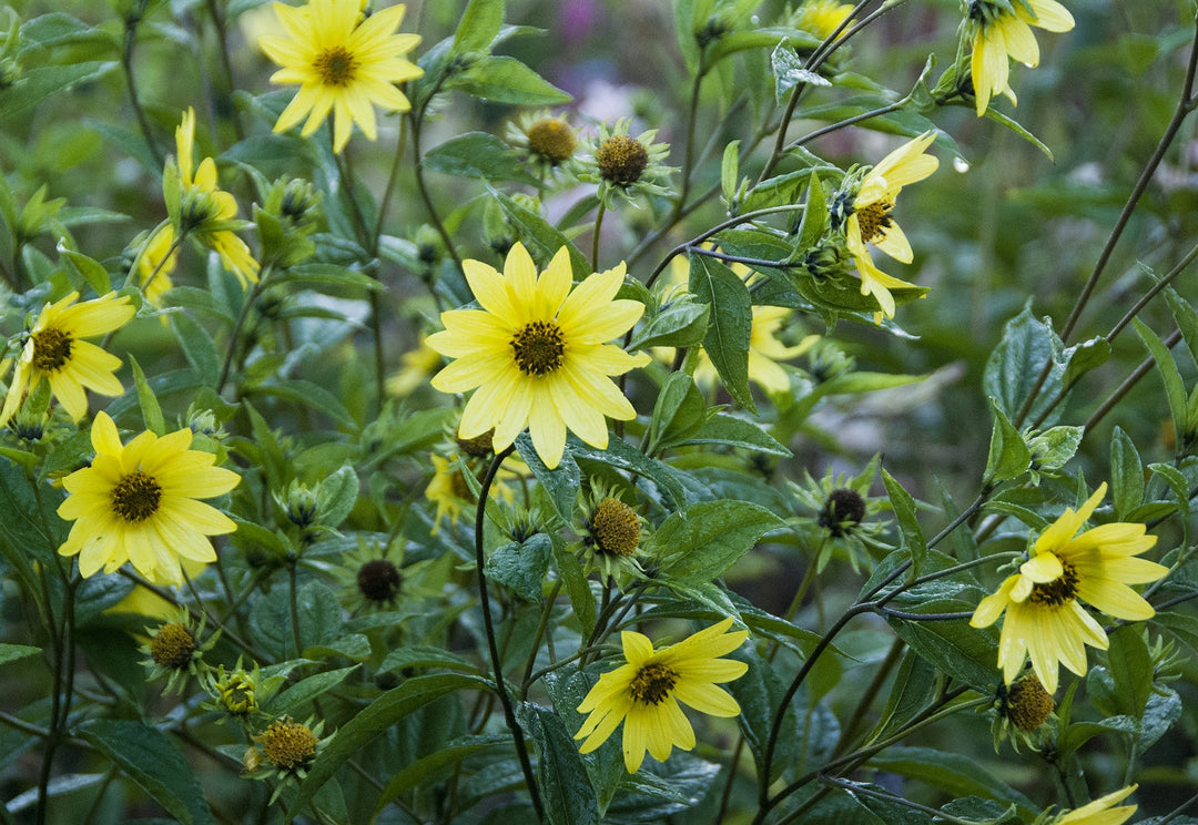 Helianthus 'Lemon Queen' AGM